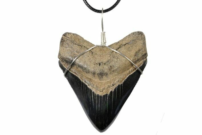 2.85" Fossil Megalodon Tooth Necklace